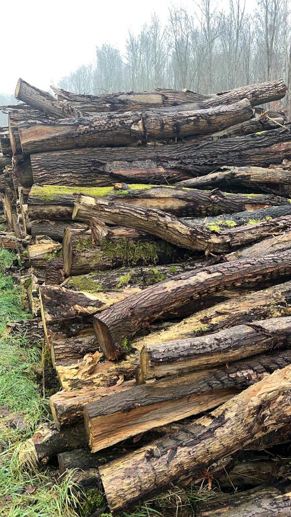 Boomstammen - Wilgenhout, 6 m³ of meer, Verzenden, Overige houtsoorten, Stammen