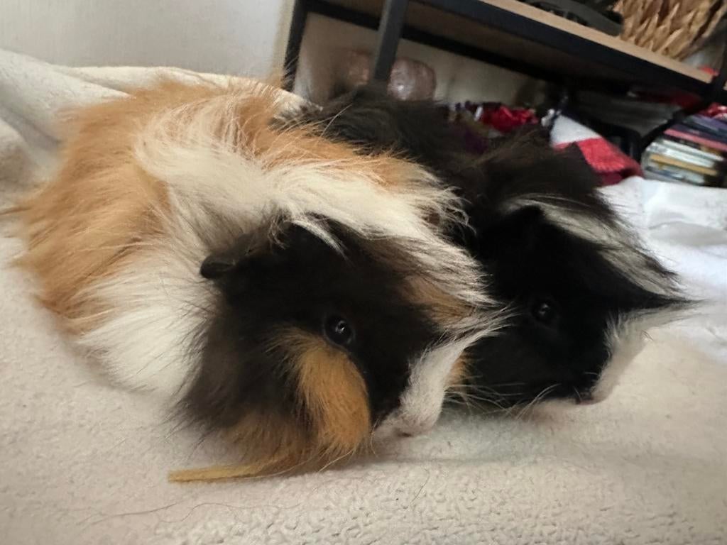 2 langharige punk cavia baby broertjes met ferplast kooi, Minder dan 60 cm, Kooi, Ophalen of Verzenden, Zo goed als nieuw