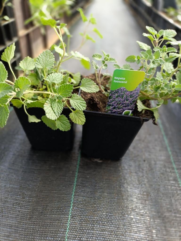 Nepeta faassenii P9, Ophalen, Vaste plant, Overige soorten, Volle zon