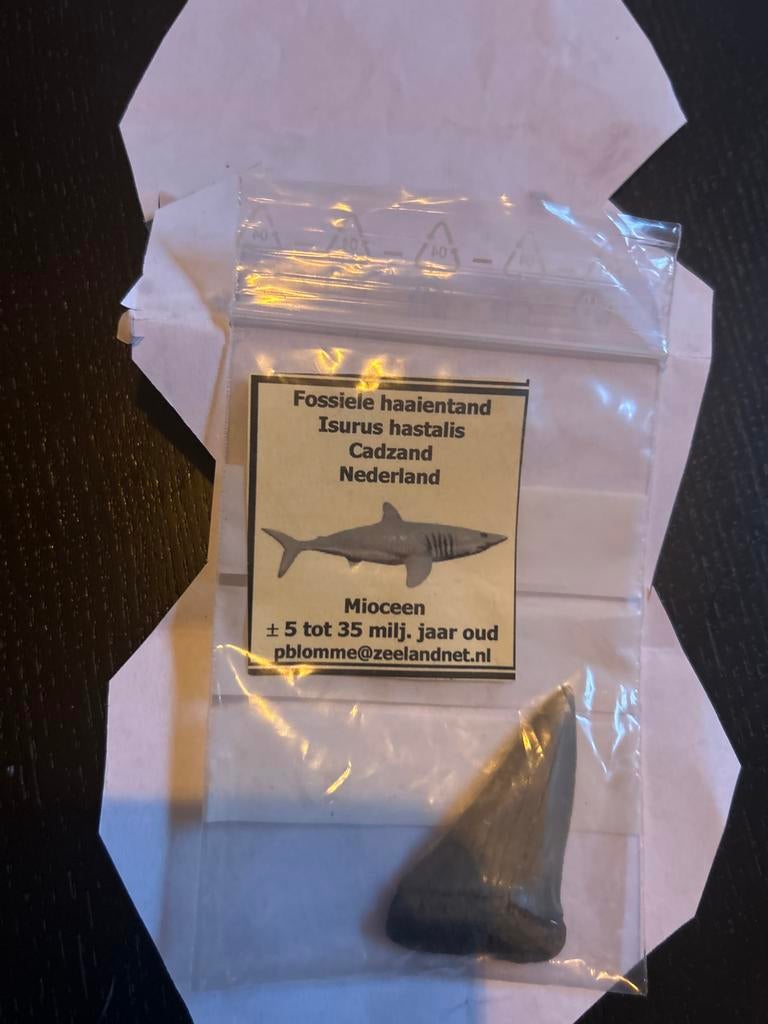 Fossiele haaientand Isurus hastalis - Mioceen, Ophalen of Verzenden, Fossiel