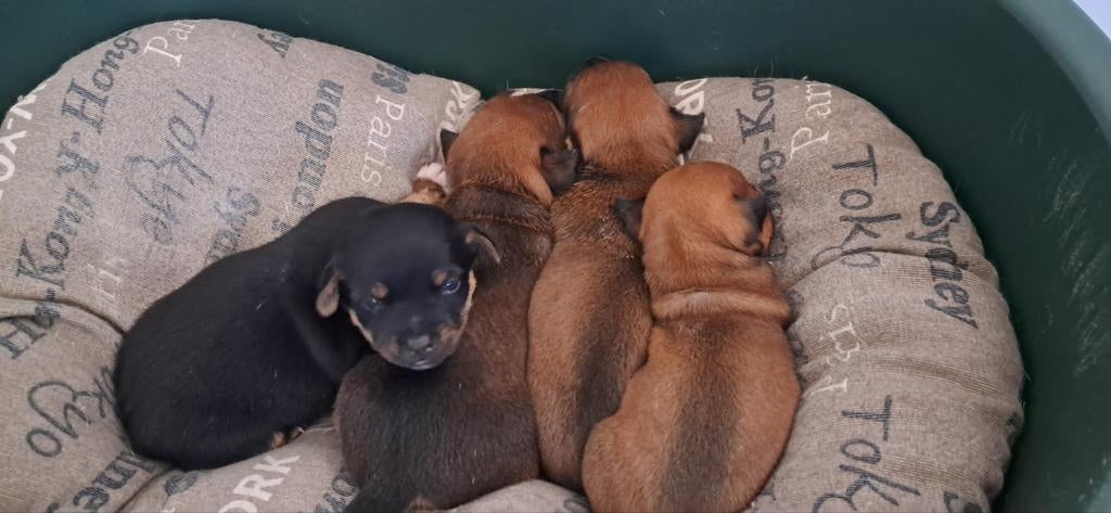 Te koop 4 mooie Jack-Russel pups (NOG 2 BESCHIKBAAR), Dieren en Toebehoren, Honden | Jack Russells en Terriërs, Jack Russell Terriër