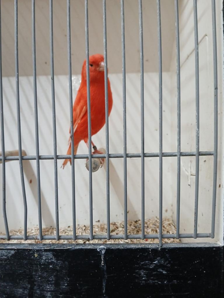 Te koop rode kanaries, Dieren en Toebehoren, Meerdere dieren, Kleurkanarie