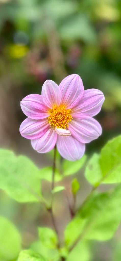 Dahlia knol 30, Tuin en Terras, Bloembollen en Zaden, Ophalen of Verzenden, Volle zon, Knol