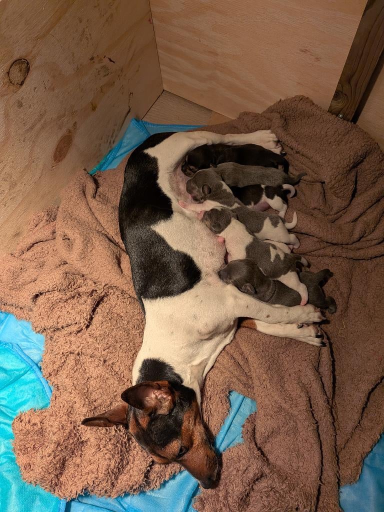 Jack russell pups, Jack Russell Terriër, 8 tot 15 weken, Meerdere, Meerdere dieren