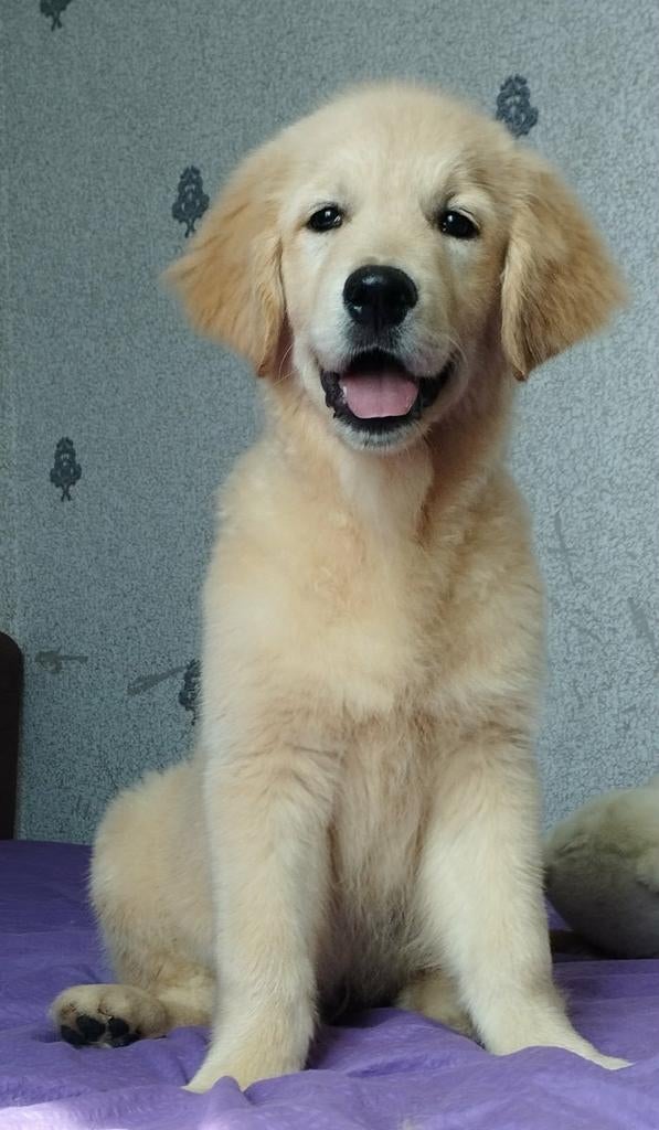 Golden retriever pups, Dieren en Toebehoren, Honden | Retrievers, Spaniëls en Waterhonden, Golden retriever, Particulier, 15 weken tot 1 jaar