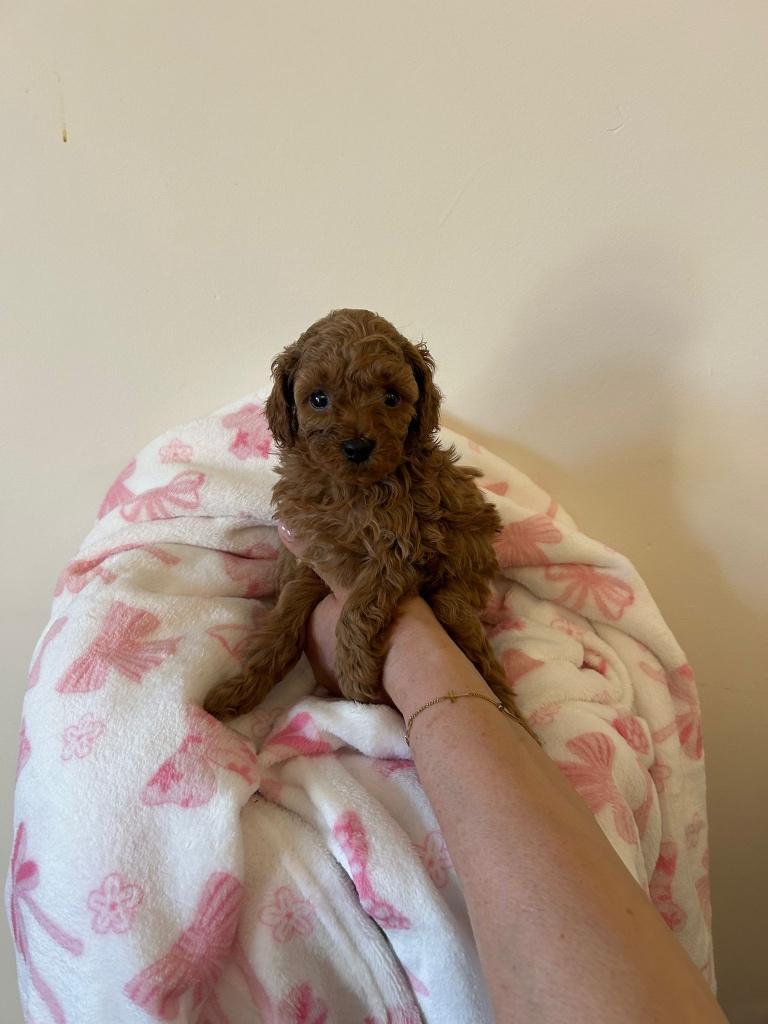 Prachtige FCI Toy Poedels | Białe Szałaputy ZKwP, Dieren en Toebehoren, Honden | Chihuahua's en Gezelschapshonden, Poedel, Fokker | Hobbymatig