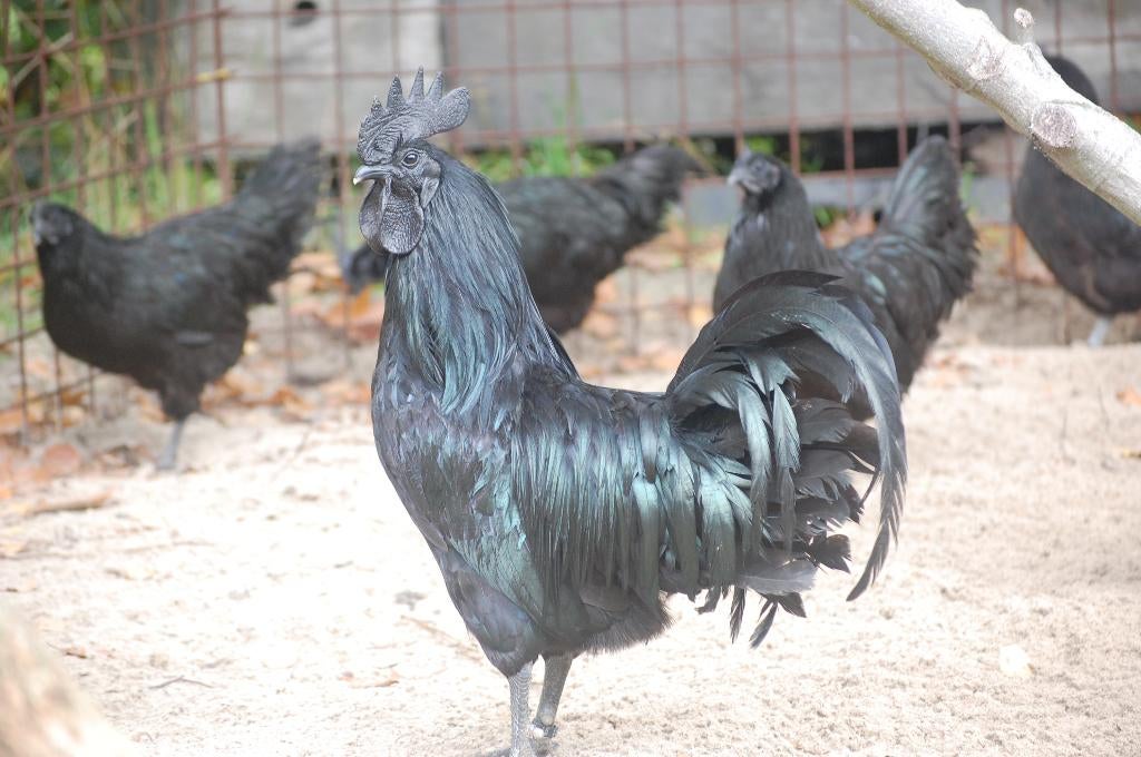 BROEDEIEREN "AYAM CEMANI", MEEST GEPIGMENTEERDE KIP!, Geslacht onbekend, Kip