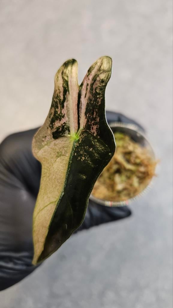 Alocasia Nobilis Pink Variegata, Huis en Inrichting, Ophalen of Verzenden, Halfschaduw, Minder dan 100 cm