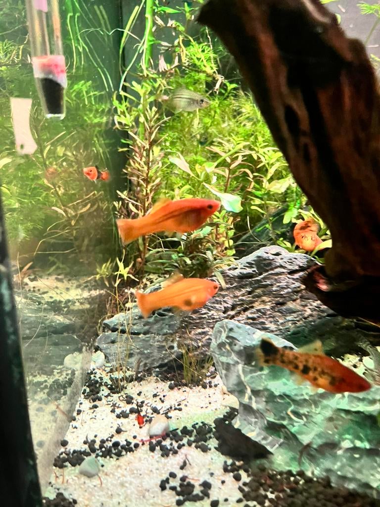 Koi Zwaarddragers, Dieren en Toebehoren, Vis