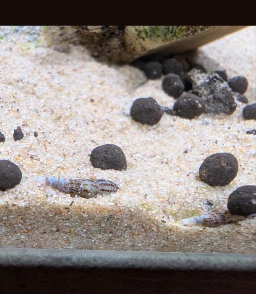 Torenslakjes aquarium slakken, Slak of Weekdier