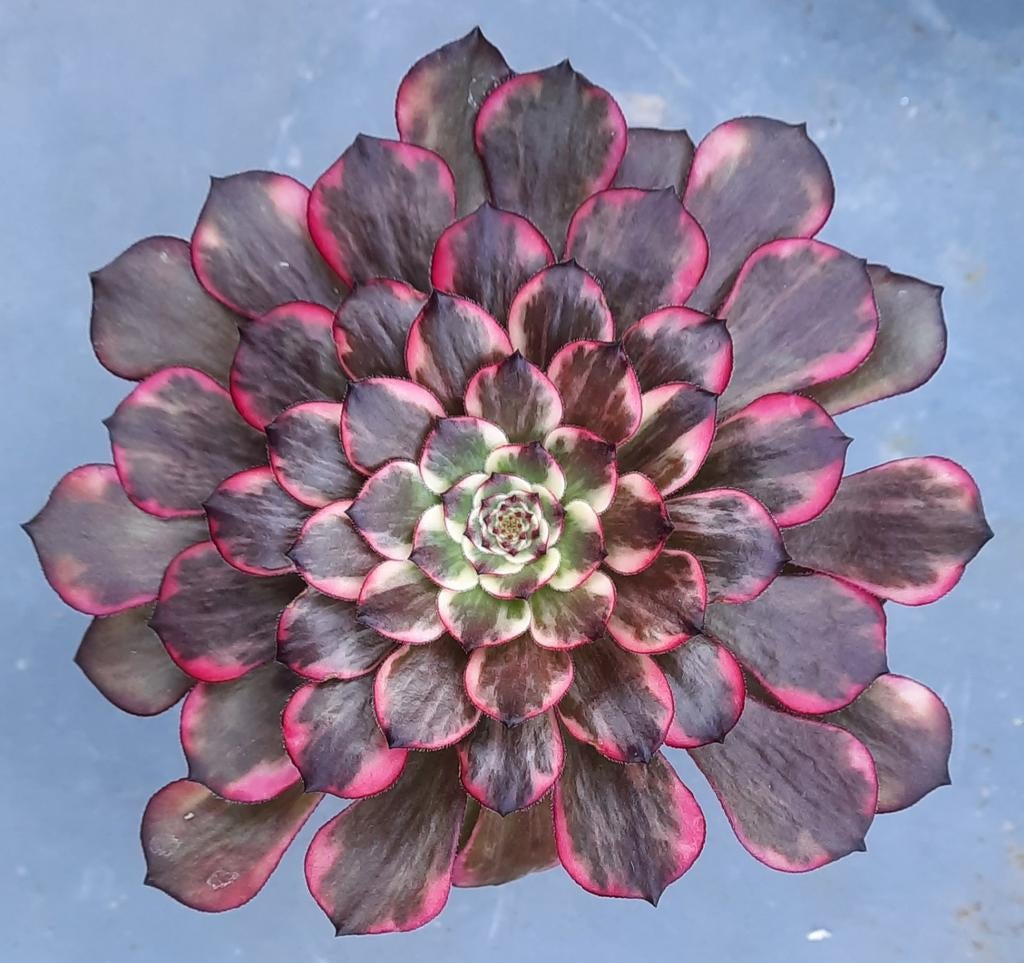 Aeonium Fire Works, Vetplant, Ophalen of Verzenden, Minder dan 100 cm, Bloeiende kamerplant