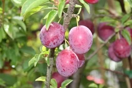 Russische pruim / pluot "Globus", Volle zon, Lente, 100 tot 250 cm, Overige soorten