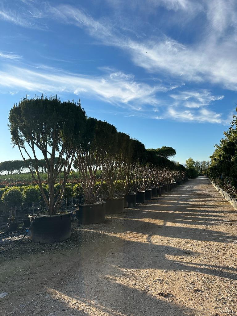 Exclusieve meerstammige Taxus media 'Hicksii'te koop!, Bloeit niet, 250 tot 400 cm, Volle zon, In pot