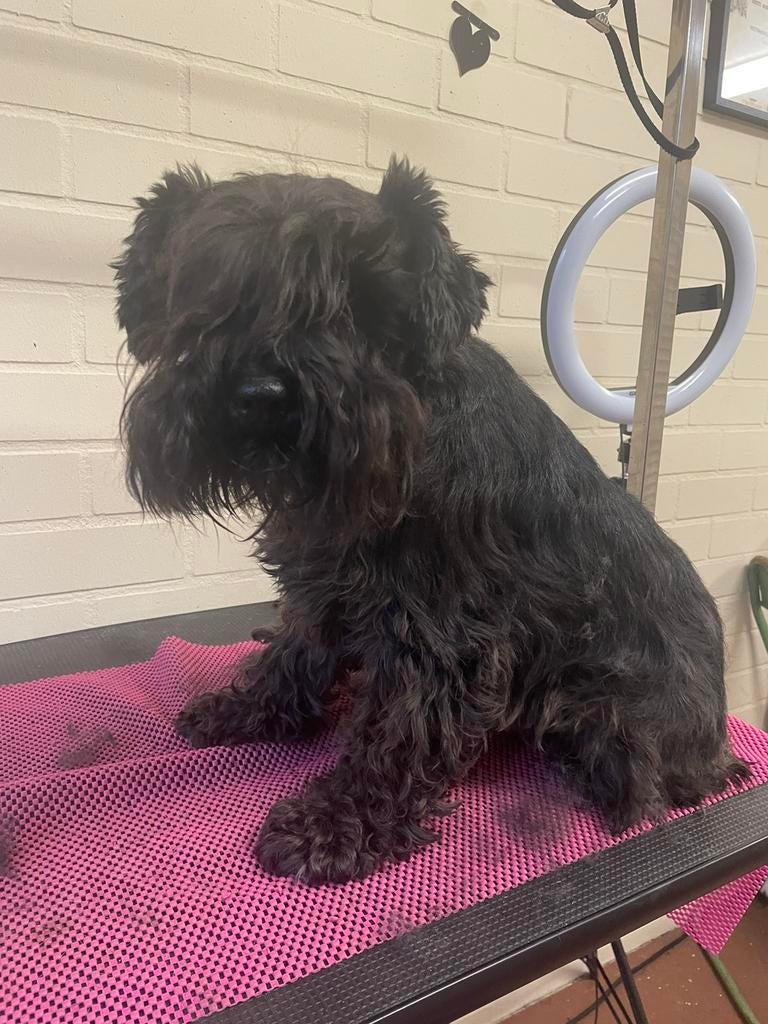 Honden Trimsalon voor uw viervoeter, Diensten en Vakmensen, Dieren | Honden | Verzorging, Oppas en Les, Trimmen of Verzorging