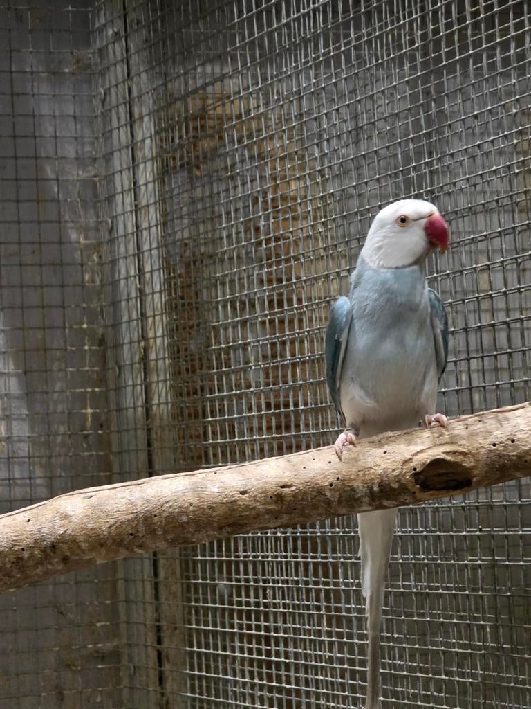 Halsband wit kop wit staart man  van 2021, Mannelijk, Parkiet