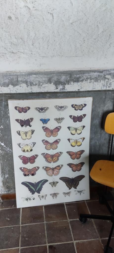 Vintage schoolplaat vlinders, ikea poster, 70x100, nieuw, Ophalen of Verzenden, Natuur en Biologie