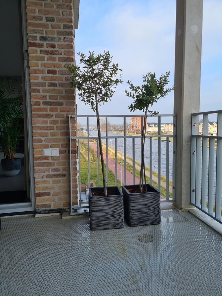 Olijfboompjes op stam, 100 tot 250 cm, Olijfboom, Ophalen, Volle zon