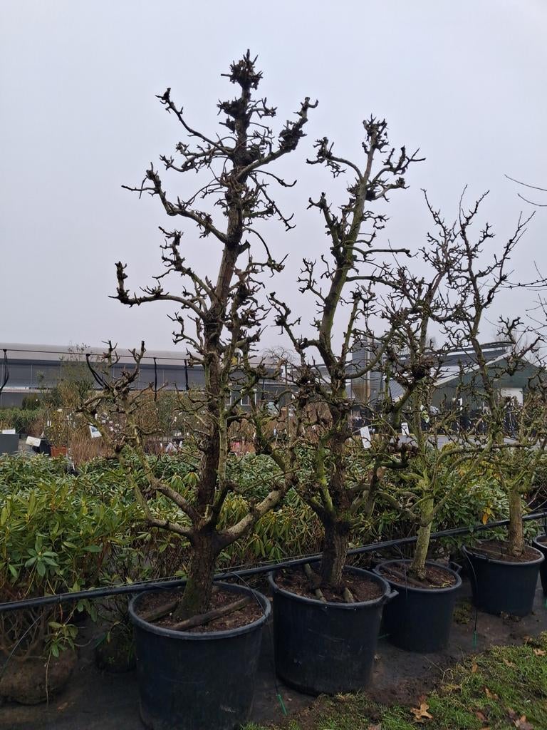 Oude karakteristieke laagstam perenbomen pyrus conference, Lente, Ophalen of Verzenden, 250 tot 400 cm, Halfschaduw