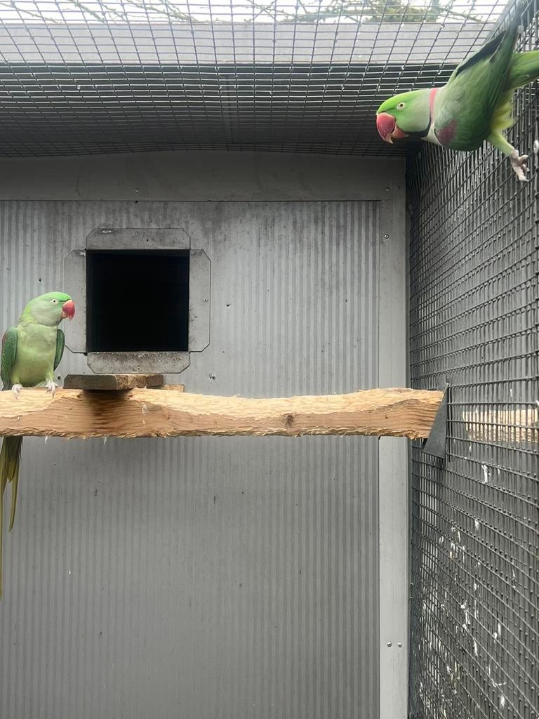 Koppel alexander parkieten 2022 compleet, Meerdere dieren, Parkiet, Geringd