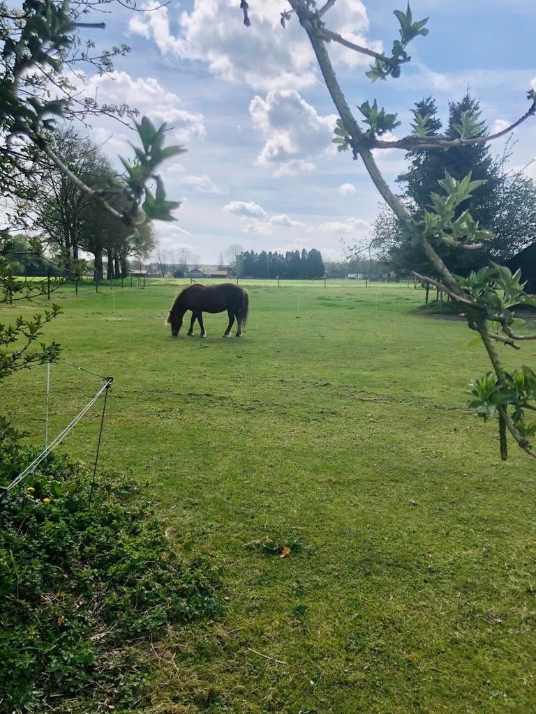 24/7 buitenplek, weidegang, Dieren en Toebehoren, Weidegang
