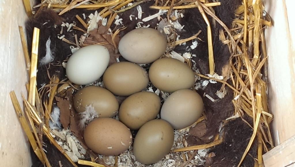 Mooie verse broedeieren van groenleggers, kaki, olijf eieren, Geslacht onbekend, Kip