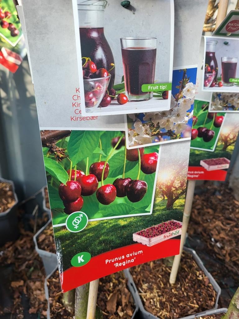 Fruitbomen te koop mega deal, Volle zon, 100 tot 250 cm, Zomer, Overige soorten