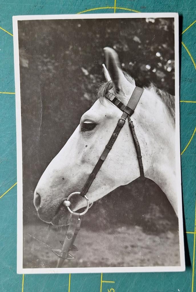 Schimmel en profil - kleinformaat kaart, 1946, Ophalen of Verzenden, 1940 tot 1960, Gelopen, Paard