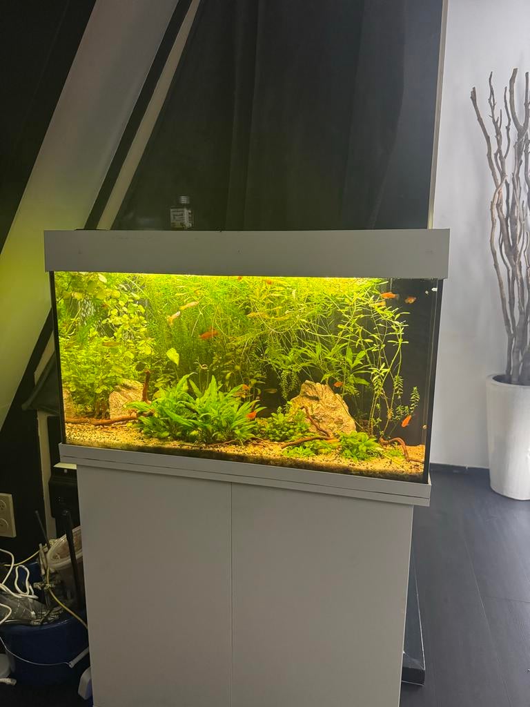 Aquarium Juwel Rio 125, Dieren en Toebehoren, Ophalen, Gebruikt, Gevuld zoetwateraquarium
