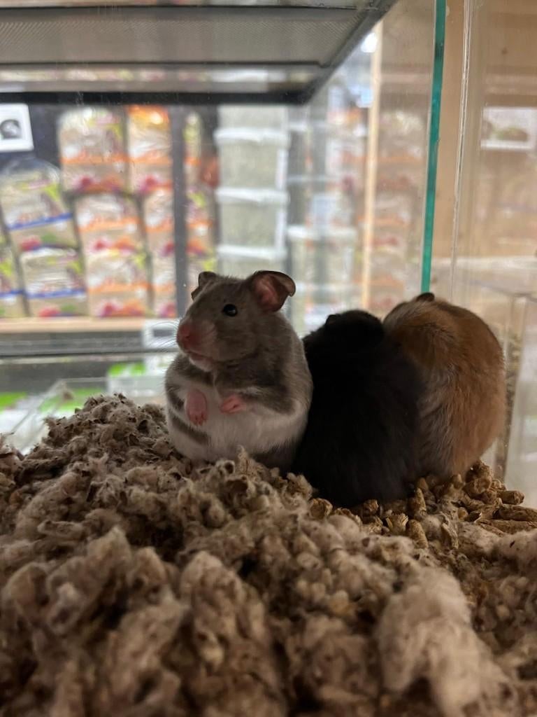 Goudhamsters | Jonge hamsters | Goed tam te maken, Dieren en Toebehoren, Knaagdieren, Hamster, Februari, Vrouwelijk, Tam