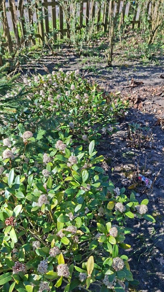 grote skimmia, Tuin en Terras, Vaste plant, Halfschaduw, Herfst, Ophalen