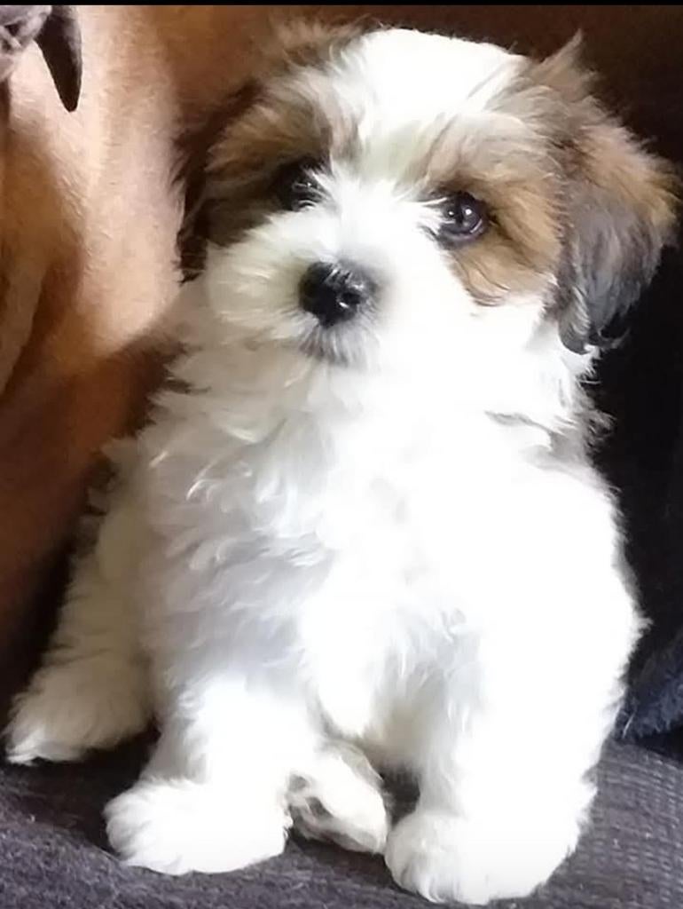 Hondje puk, Dieren en Toebehoren, 6 jaar of ouder, CDV (hondenziekte), Eén hond, Nederland