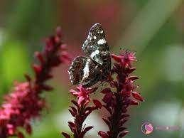 Persicaria amplexicaulis - wuivende rode pluimen vlinders, Tuin en Terras, Planten | Tuinplanten, Overige soorten, Vaste plant