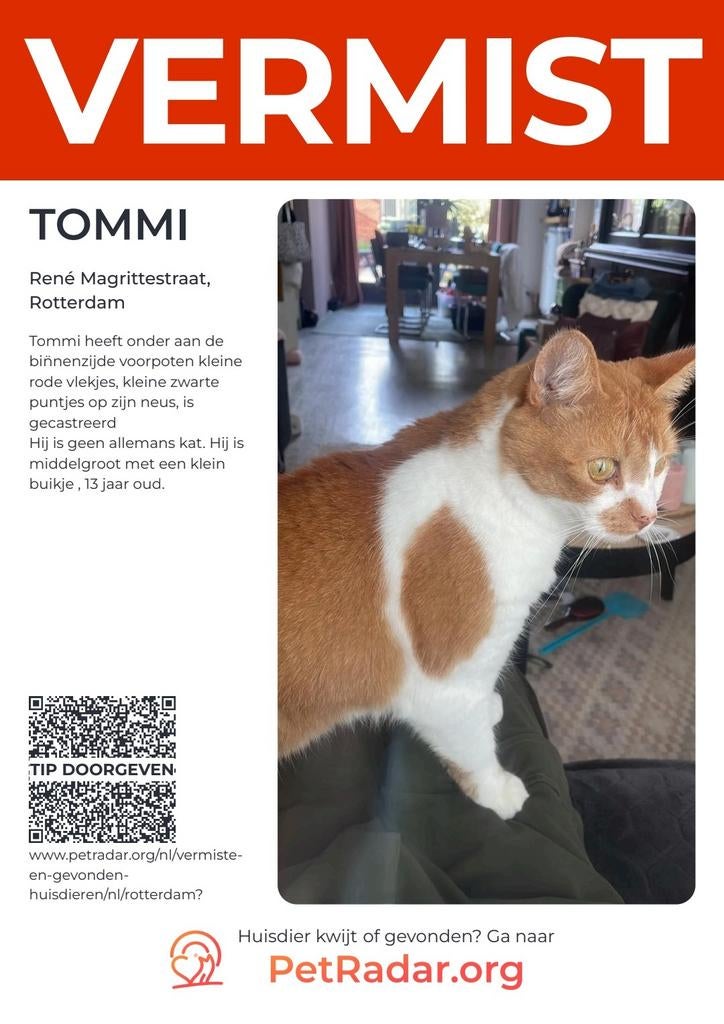 Vermist onze kater Tommi, Dieren en Toebehoren, Vermiste en Gevonden Dieren