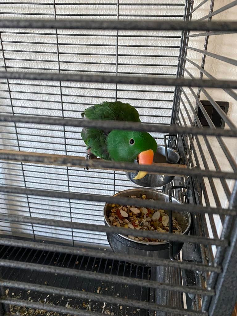 Edel papegaai man 8 jaar oud, Dieren en Toebehoren, Vogels | Parkieten en Papegaaien, Mannelijk, Papegaai, Tam