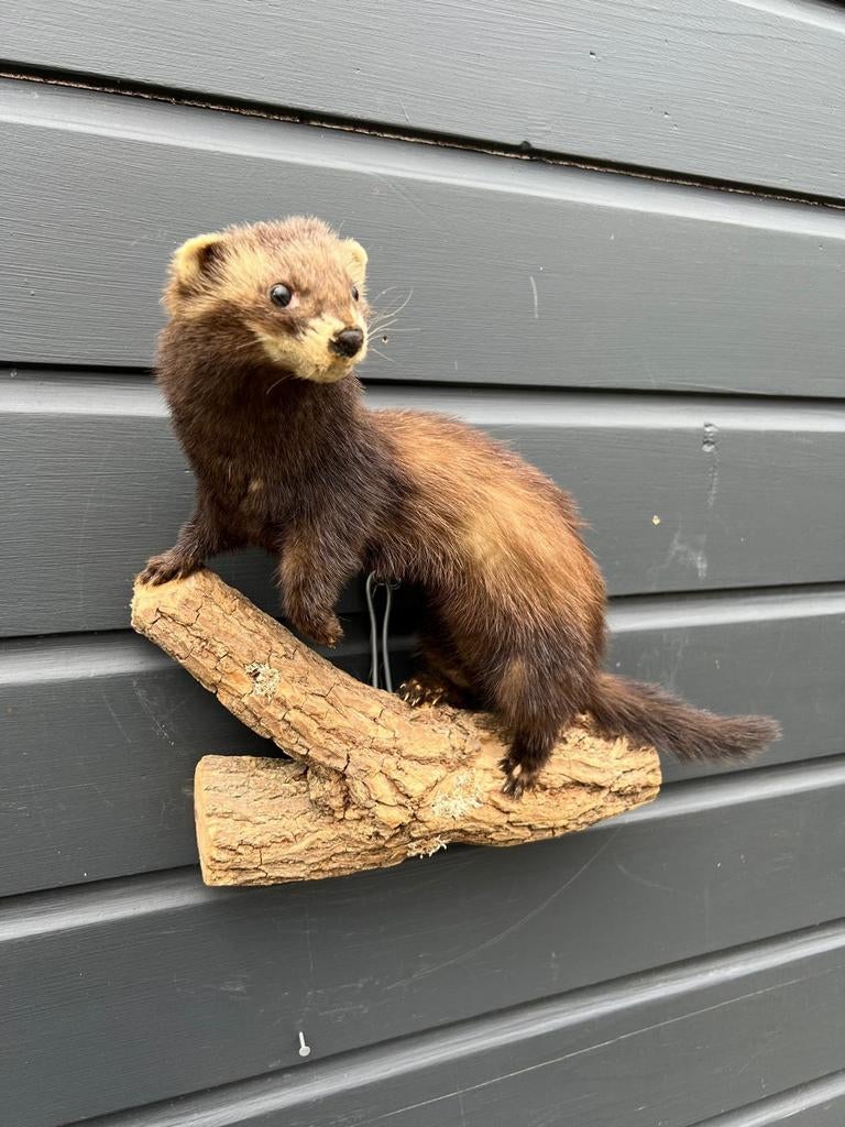 Prachtige Bunzing, Ophalen of Verzenden, Zo goed als nieuw, Wild dier, Opgezet dier