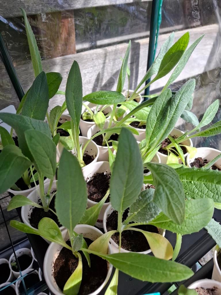 Moestuinplantjes artisjok - Vert de Provence, Ophalen of Verzenden, Groenteplanten, Volle zon