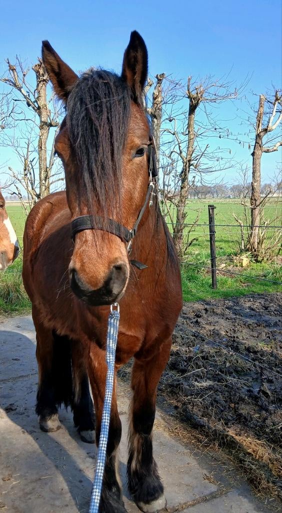 Teddy zoekt een fanatieke verzorgster., Ophalen, Nieuw
