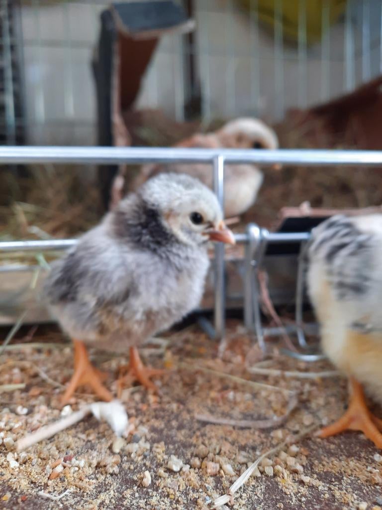 Serama kuikens, Dieren en Toebehoren, Geslacht onbekend, Kip
