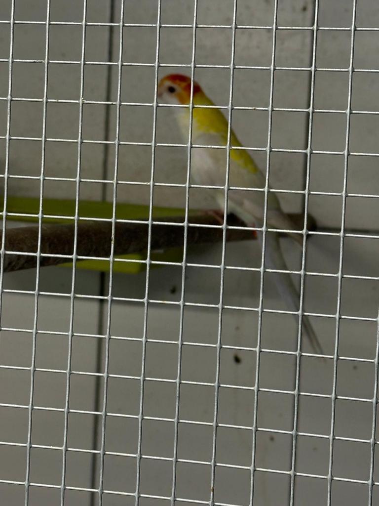 Bleekkop rosella, Dieren en Toebehoren, Vrouwelijk, Parkiet