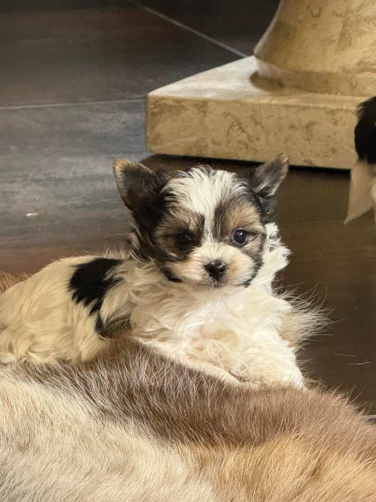 Bieweryork pupjes, Parvo, België, Jack Russell Terriër, 8 tot 15 weken