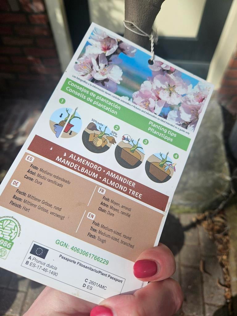 Amandelboompjes vol met amandelen!, Tuin en Terras, 100 tot 250 cm, Zomer, Palmboom, Ophalen