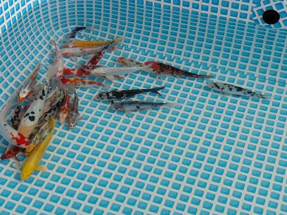 vijvervissen hele mooie prijzen, Goudvis(sen)