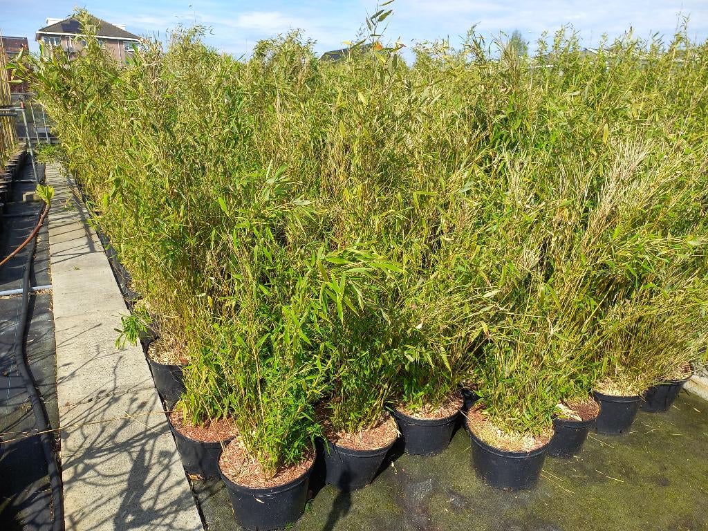 niet woekerende bamboe Fargesia black pearl, Volcano,  Simba, Ophalen, Bloeit niet, Overige soorten, Halfschaduw