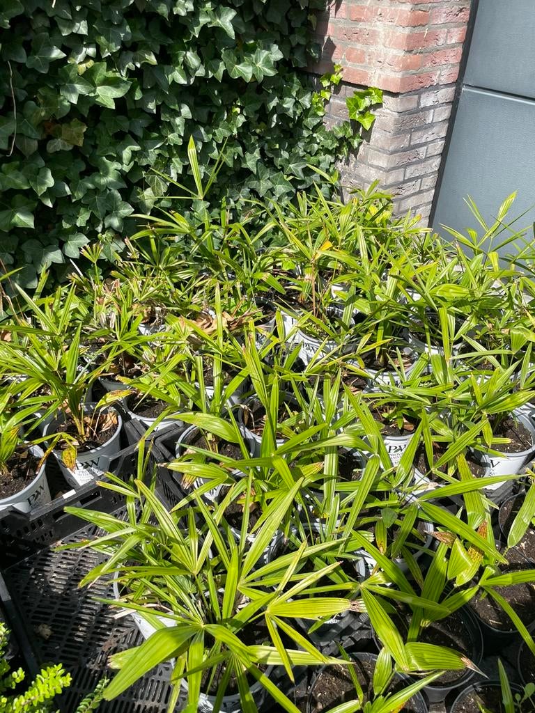 Palmbomen, Ophalen, Overige soorten, Volle zon