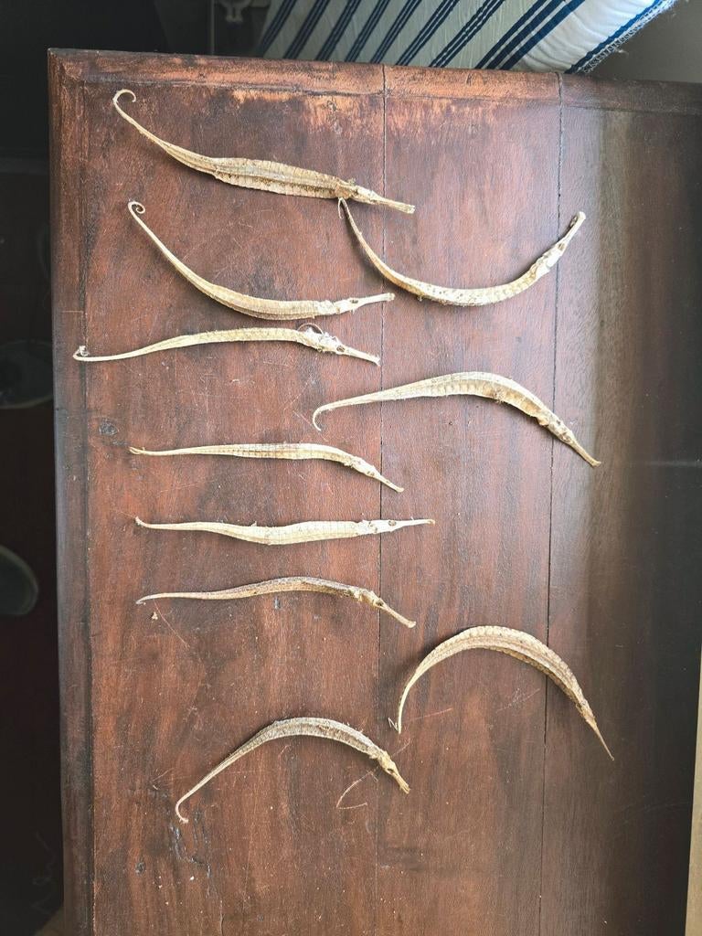 Kornet visjes nog aardig wat nu 0,75 per stuk, Ophalen of Verzenden