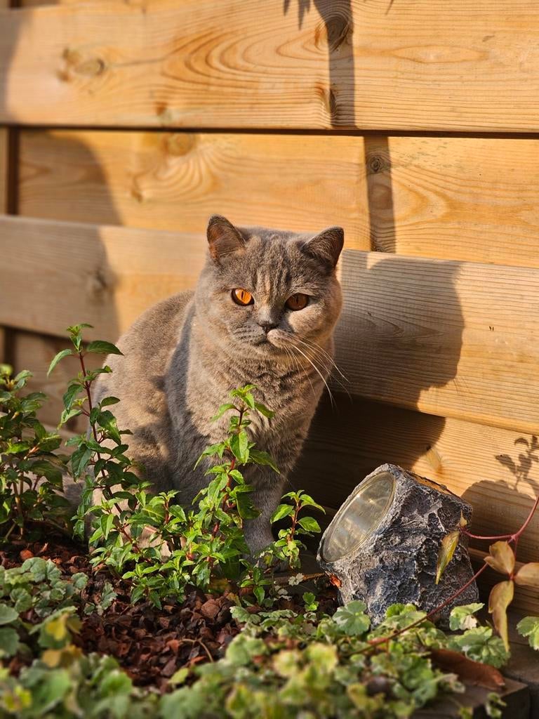 Prachtige en lieve brits korthaar, Dieren en Toebehoren, Poes, Met stamboom, 3 tot 5 jaar