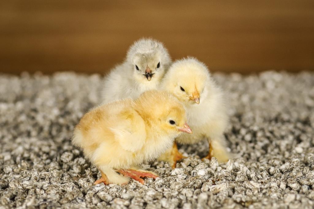 Brahma groot kippenkuikens | Gesekst en Ingeënt, Vrouwelijk, Kip