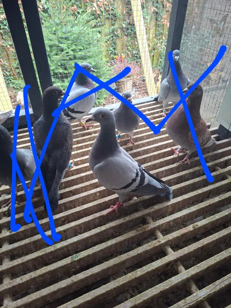 Kweekduivin 2025, Dieren en Toebehoren, Vrouwelijk, Postduif