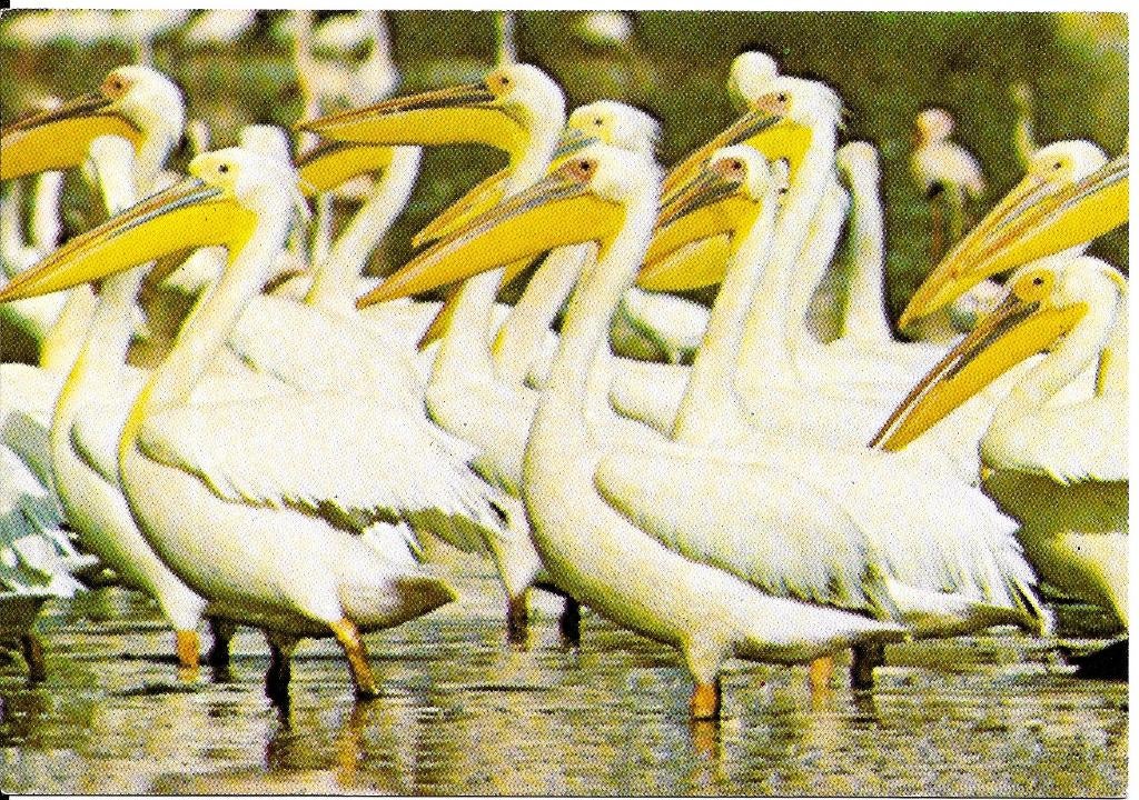 Ansichtkaart	Pelikanen, Verzenden, 1980 tot heden, Ongelopen, Vogel