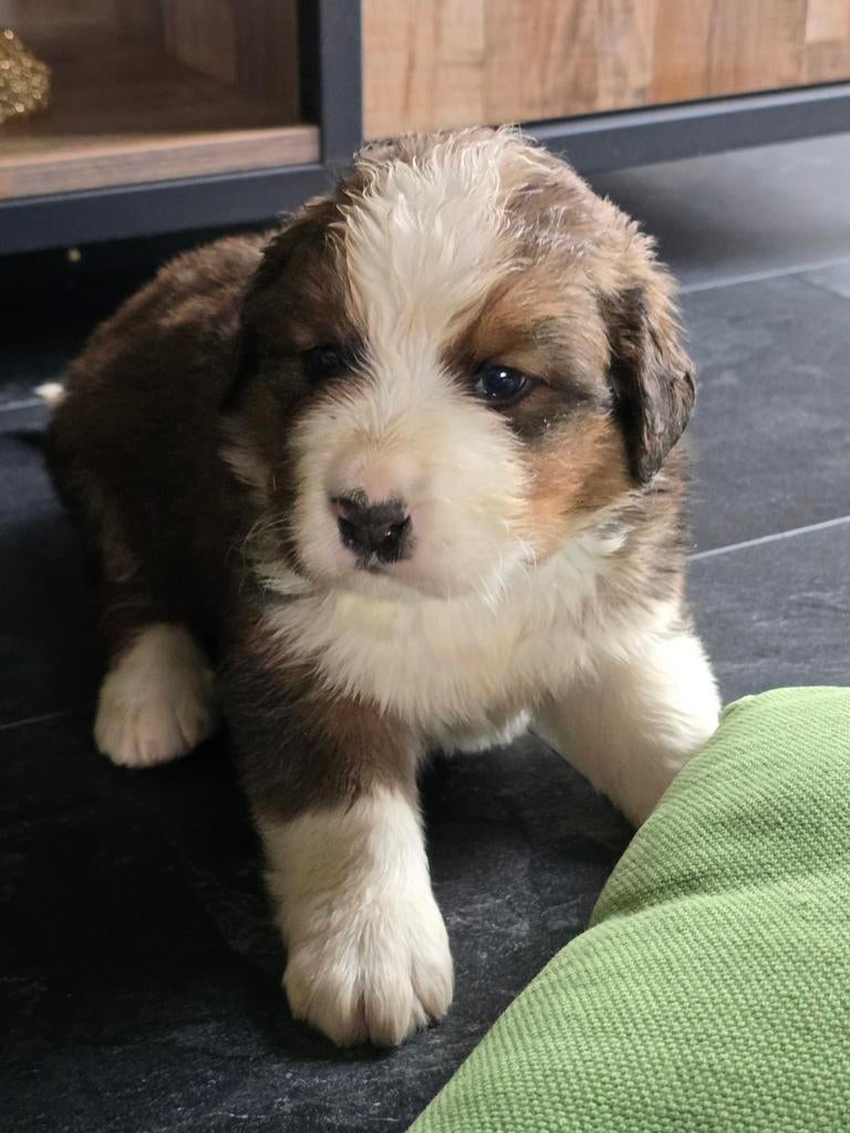 Sint bernard x Berner Sennen pups, Parvo, 8 tot 15 weken, Meerdere, Meerdere dieren